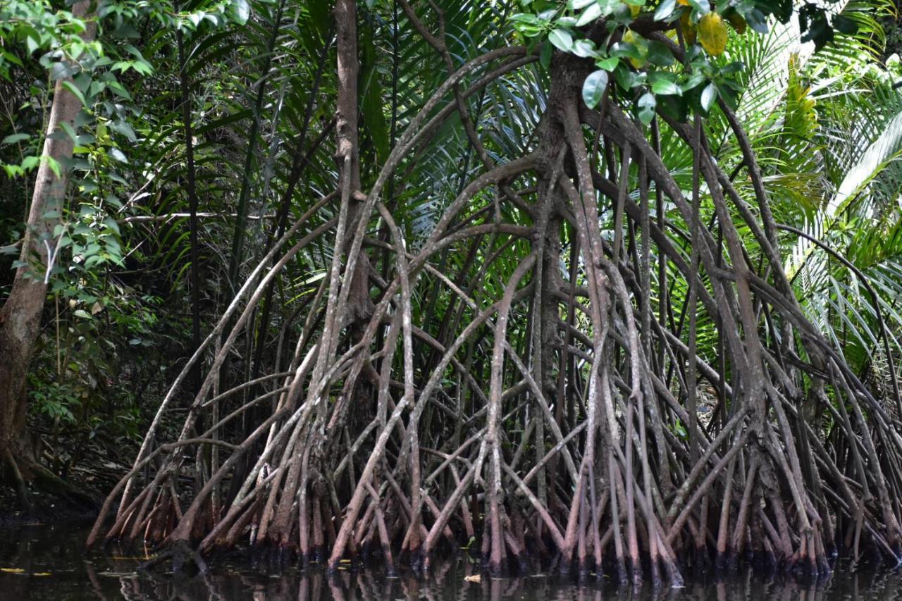 Kampoeng Berua Homestay Kasijala Bagian luar foto
