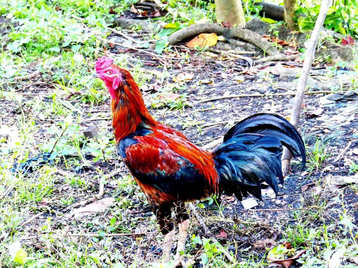 Kampoeng Berua Homestay Kasijala Bagian luar foto